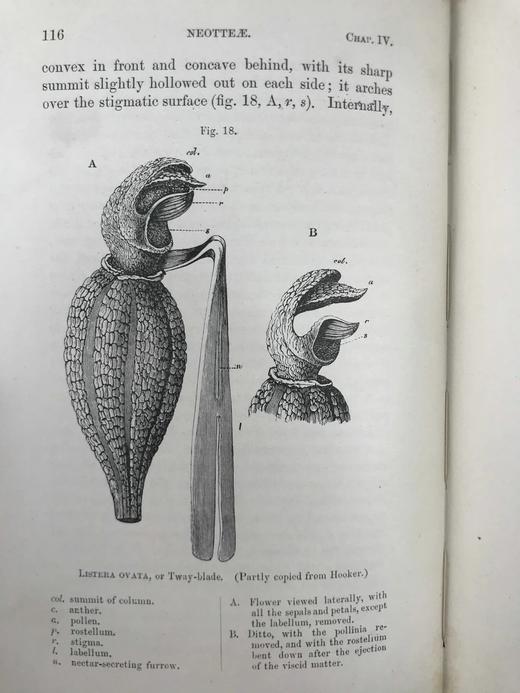 1904年 达尔文《兰花借助昆虫传粉的各种巧妙构造》 38幅木版画插图 漆布精装32开 商品图9
