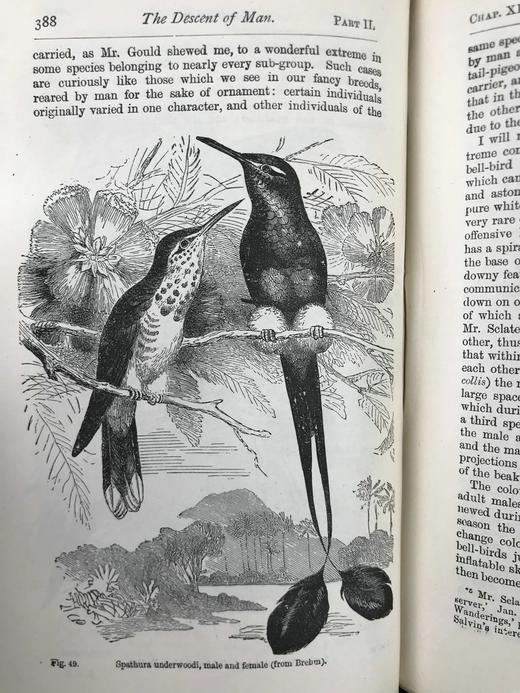 1899年 达尔文《人类的由来及性选择》 数十幅版画插图 漆布精装32开 商品图8