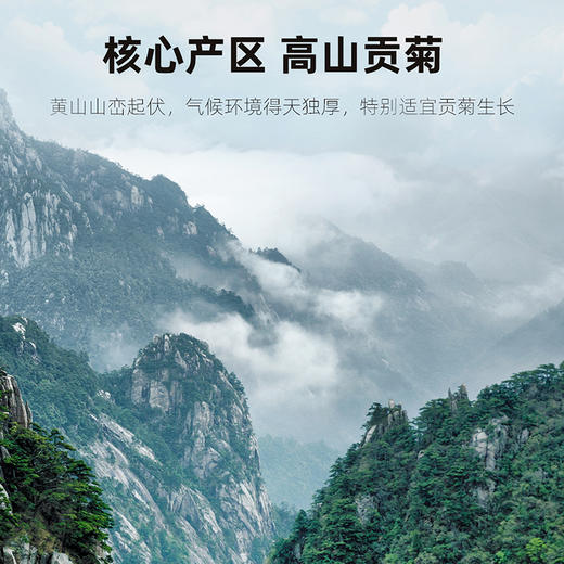 【杞里香贡菊花草茶25g】黄山产地 均匀不散朵 口味干爽 可搭配枸杞、玫瑰 商品图8