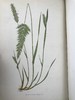 1871年 英国草本植物自然史 约74幅套色版画插图 漆布精装16开 商品缩略图3