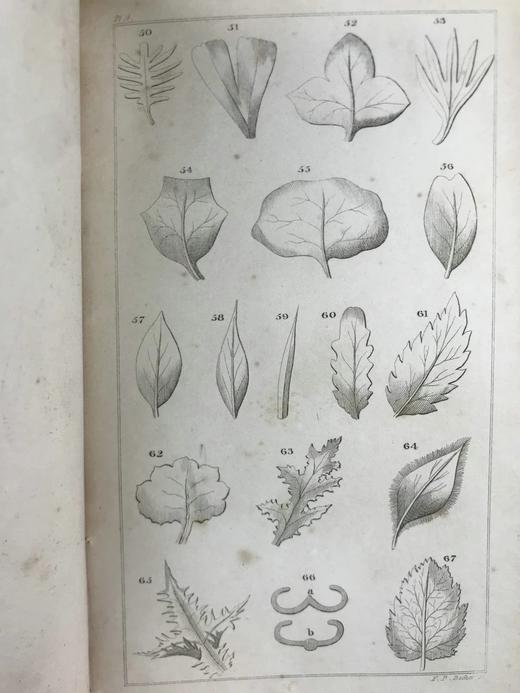 1833年 英国植物系统分类 10页版画插图 漆布精装32开 商品图7