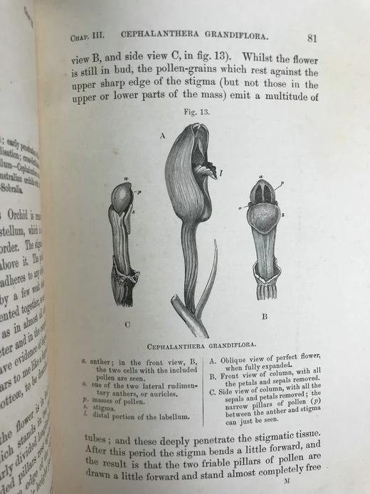 1904年 达尔文《兰花借助昆虫传粉的各种巧妙构造》 38幅木版画插图 漆布精装32开 商品图12