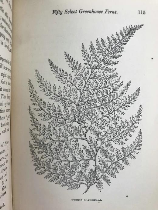 1881年 蕨类植物园艺指南 数十幅插图（含彩色） 漆布精装32开 商品图12