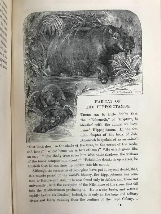 约19世纪后期 自然罗曼司 约百幅木版画插图 漆布精装大32开 商品图7