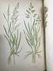 1871年 英国草本植物自然史 约74幅套色版画插图 漆布精装16开 商品缩略图7