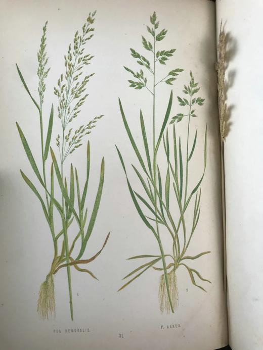 1871年 英国草本植物自然史 约74幅套色版画插图 漆布精装16开 商品图7