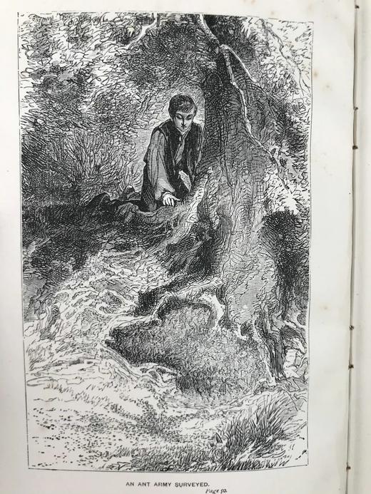 1882年 艾洛《小精灵弗里斯基特》 配精美插图 漆布精装32开 商品图2