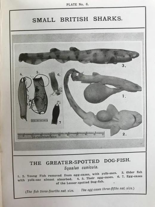 1910年 康诺尔德《自然之域拾珍》 26幅插图 真皮精装32开 商品图13
