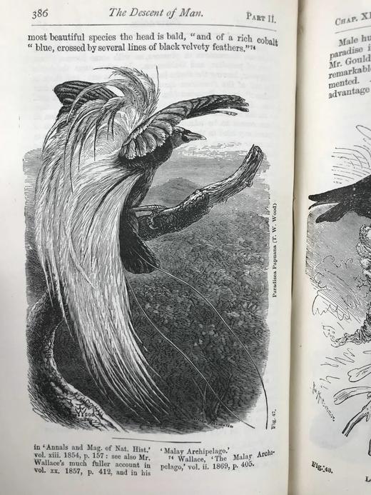 1899年 达尔文《人类的由来及性选择》 数十幅版画插图 漆布精装32开 商品图10