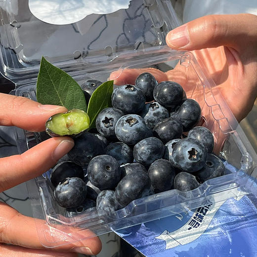 云南【高原花香蓝莓】蓝莓天花板，超好吃！稀有品种，香甜爽口，果味浓郁带花香，顶尖口感，99％吃过都会回购的高原蓝莓！ 商品图2