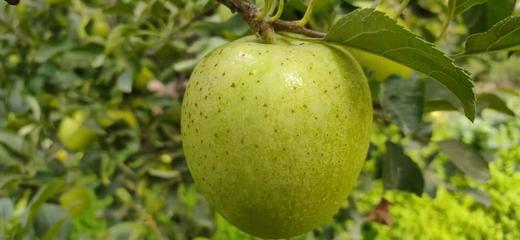 【王林苹果】苹果中的“贵族”，自带兰花香气，清新馥郁，清脆爽口，香甜爆汁细腻无渣，营养丰富～ 商品图1