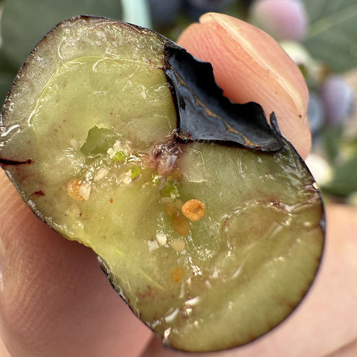 云南【高原花香蓝莓】蓝莓天花板，超好吃！稀有品种，香甜爽口，果味浓郁带花香，顶尖口感，99％吃过都会回购的高原蓝莓！ 商品图1