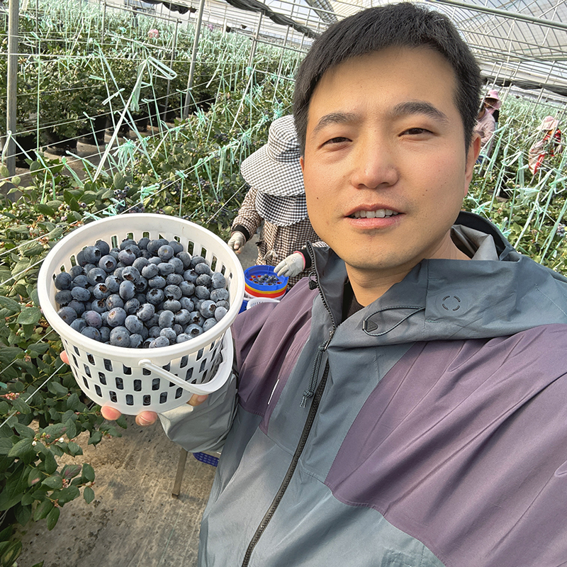 云南【高原花香蓝莓】蓝莓天花板，超好吃！稀有品种，香甜爽口，果味浓郁带花香，顶尖口感，99％吃过都会回购的高原蓝莓！