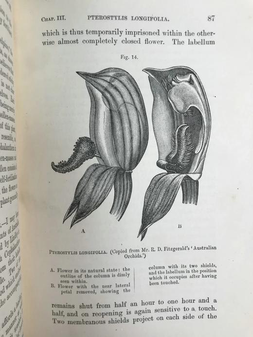 1904年 达尔文《兰花借助昆虫传粉的各种巧妙构造》 38幅木版画插图 漆布精装32开 商品图11