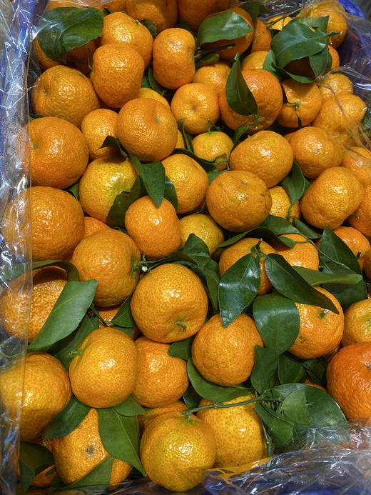 宏丰精选 砂糖橘新鲜到货，带叶果，很新鲜，口感很好，活动价4.8元一斤 商品图1