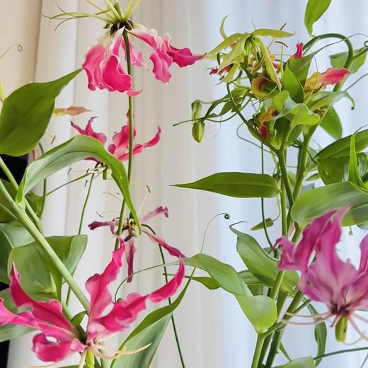 嘉兰丨混色 商品图2