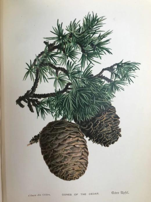 含藏书票！札尼斯朵夫工坊特装本！约1900年左右 常见树木图集（全2卷） 数十幅彩色版画插图 漆布精装32开 商品图14