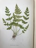 1881年 蕨类植物园艺指南 数十幅插图（含彩色） 漆布精装32开 商品缩略图7