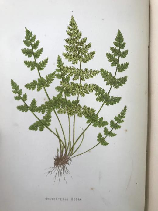 1881年 蕨类植物园艺指南 数十幅插图（含彩色） 漆布精装32开 商品图7