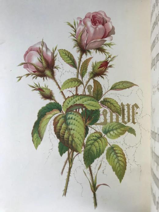 1848年 欧文琼斯 花朵与它们的千思万绪 10余幅精美套色版画 皮革浮雕艺术装帧精装16开 商品图10