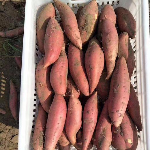 【331项农残0检出】【中国地标产品】烟薯/冰糖蜜薯 小时候的味道 口感软绵香甜 细腻甜如蜜   入口即化  细腻无丝  约5斤 商品图2