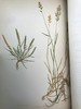 1871年 英国草本植物自然史 约74幅套色版画插图 漆布精装16开 商品缩略图10