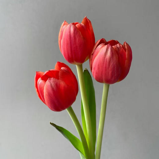 霓虹郁金香
🌷一束10支(枝长25cm)
🎨打翻春日调色盘的绝色精灵🧝🏻‍♀️
❤️当红色花瓣撞上明黄花心🤩这抹撞色直接把春日的热烈拉🈵 商品图0