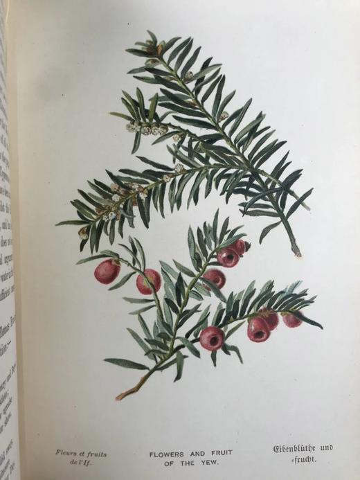 含藏书票！札尼斯朵夫工坊特装本！约1900年左右 常见树木图集（全2卷） 数十幅彩色版画插图 漆布精装32开 商品图10
