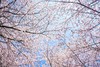 3.12确定出发【贵州】平坝樱花—普定桃花岛—金海雪山4天摄影<特惠> 商品缩略图13