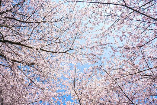 3.12确定出发【贵州】平坝樱花—普定桃花岛—金海雪山4天摄影<特惠> 商品图13