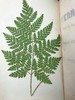 1881年 蕨类植物园艺指南 数十幅插图（含彩色） 漆布精装32开 商品缩略图2