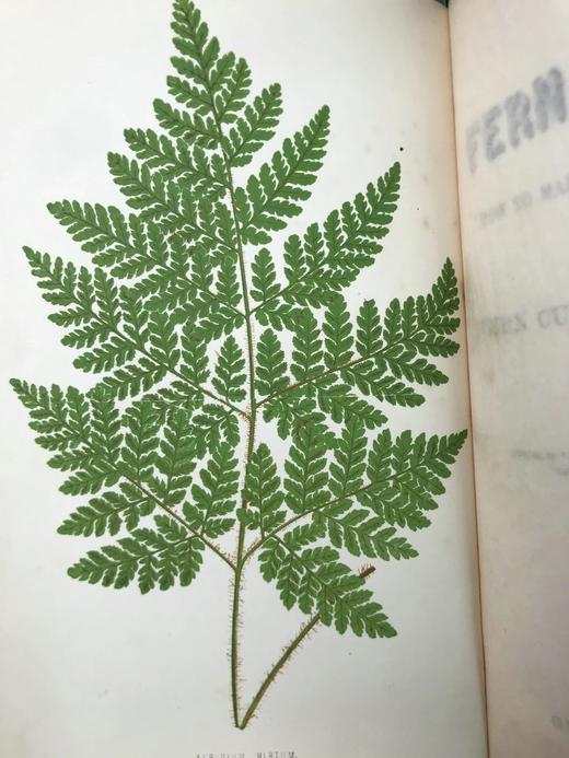 1881年 蕨类植物园艺指南 数十幅插图（含彩色） 漆布精装32开 商品图2