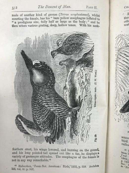 1899年 达尔文《人类的由来及性选择》 数十幅版画插图 漆布精装32开 商品图13