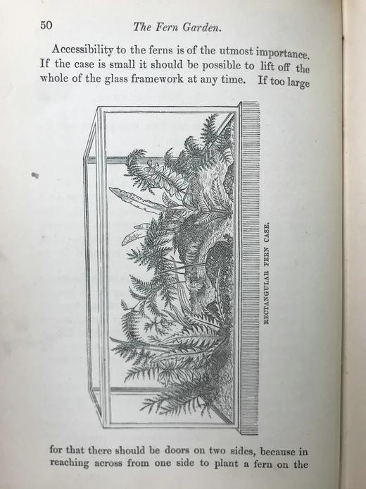 1881年 蕨类植物园艺指南 数十幅插图（含彩色） 漆布精装32开 商品图14