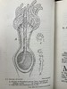 1910年 康诺尔德《自然之域拾珍》 26幅插图 真皮精装32开 商品缩略图7