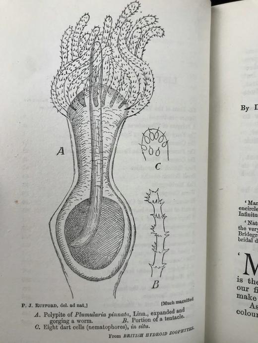 1910年 康诺尔德《自然之域拾珍》 26幅插图 真皮精装32开 商品图7