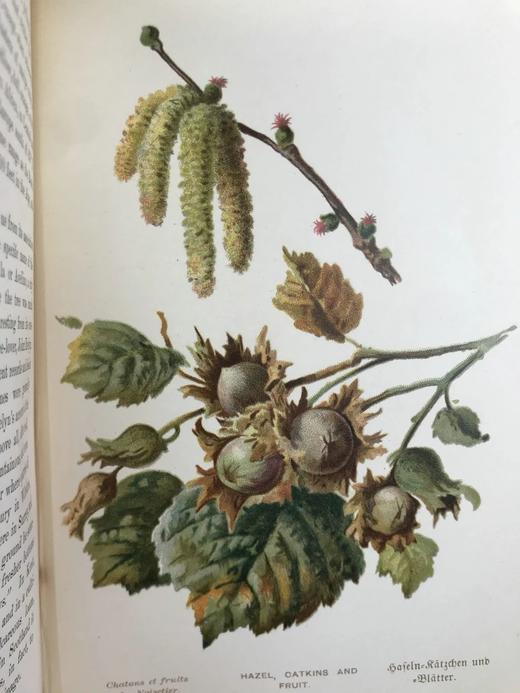 含藏书票！札尼斯朵夫工坊特装本！约1900年左右 常见树木图集（全2卷） 数十幅彩色版画插图 漆布精装32开 商品图12