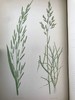 1871年 英国草本植物自然史 约74幅套色版画插图 漆布精装16开 商品缩略图11