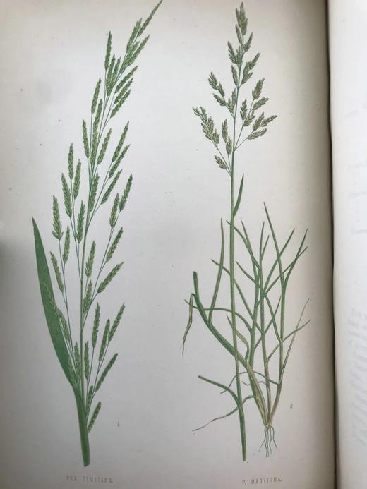1871年 英国草本植物自然史 约74幅套色版画插图 漆布精装16开 商品图11