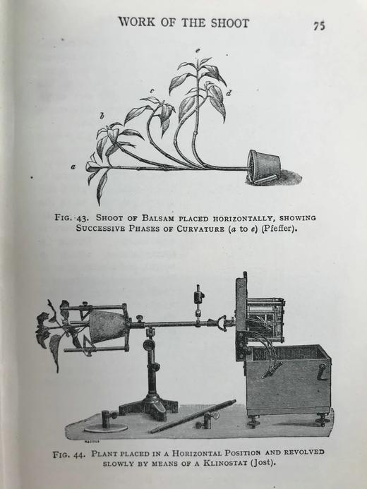 1930年 伍德黑德《植物研究》 数百幅插图 漆布精装32开 商品图10