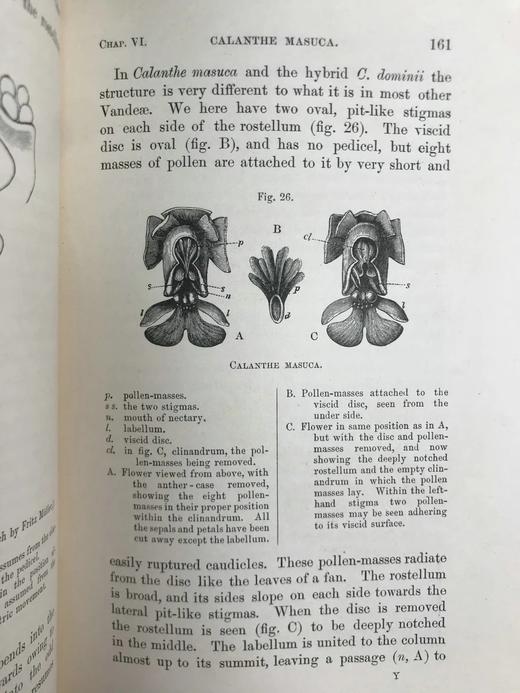 1904年 达尔文《兰花借助昆虫传粉的各种巧妙构造》 38幅木版画插图 漆布精装32开 商品图6
