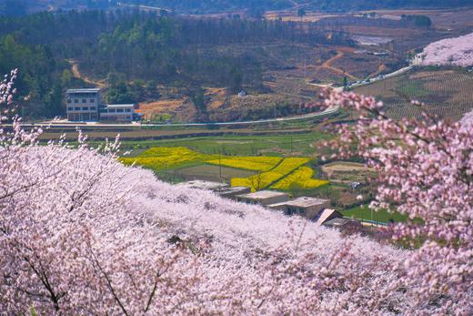 3.12确定出发【贵州】平坝樱花—普定桃花岛—金海雪山4天摄影<特惠> 商品图4