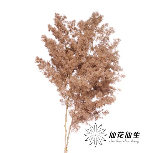 永生花材 | 蓬莱松咖色 商品图0