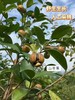 【山茶油】传统低温土榨工艺，经过去壳，晒干，粉碎，蒸，榨油，过滤等工序，营养保留的比较全面，没有化学方法去色去味，是真正的纯天然绿色食用油！ 商品缩略图4