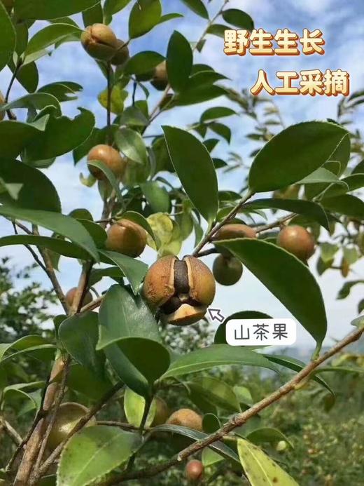 【山茶油】传统低温土榨工艺，经过去壳，晒干，粉碎，蒸，榨油，过滤等工序，营养保留的比较全面，没有化学方法去色去味，是真正的纯天然绿色食用油！ 商品图4