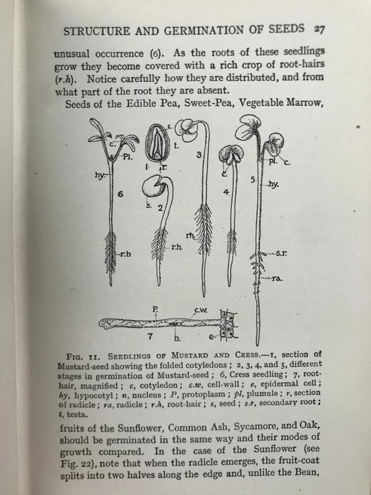 1930年 伍德黑德《植物研究》 数百幅插图 漆布精装32开 商品图8