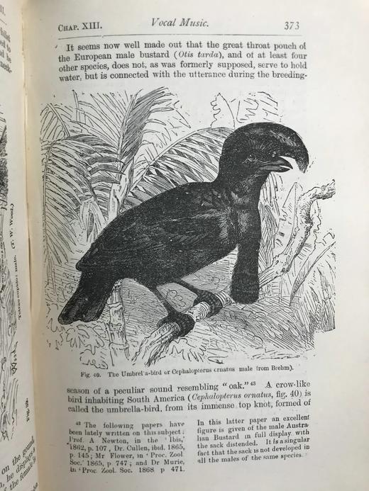 1899年 达尔文《人类的由来及性选择》 数十幅版画插图 漆布精装32开 商品图12