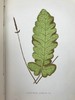 1881年 蕨类植物园艺指南 数十幅插图（含彩色） 漆布精装32开 商品缩略图8