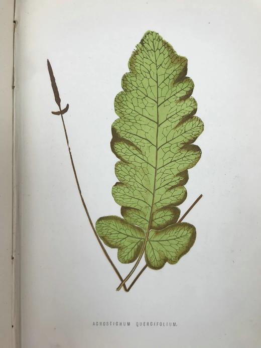 1881年 蕨类植物园艺指南 数十幅插图（含彩色） 漆布精装32开 商品图8