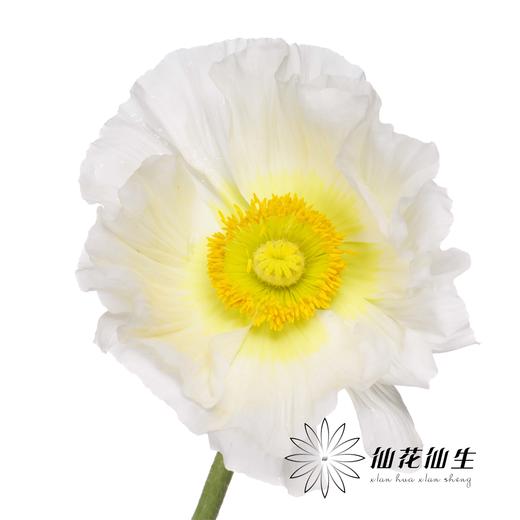 配花 | 冰岛虞美人混色 商品图2